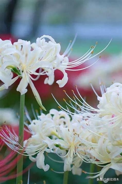 曼陀羅華 曼珠沙華|佛教的花——曼陀羅